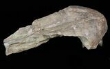 Mosasaur (Platecarpus) Pre-Maxilary With Teeth - Kansas #40414-4